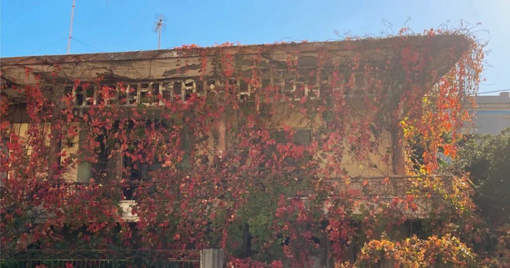 Chania Crete Greece building in the fall covered in vines with bright red, orange and green leaves