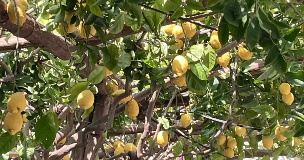 close up of a lemon tree on the lemon trail in Amalfi