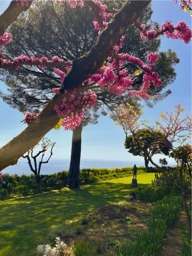 Villa Cimbrone in Ravello Italy pink flowers with lush green lawn in the background