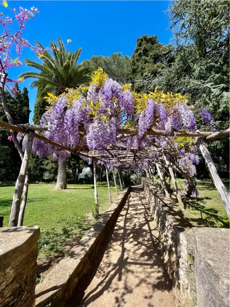 Villa Cimbrone walkway covered with purple wisteria