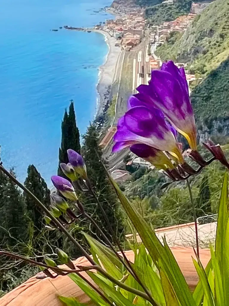 Purple flowers with view of Giarini Naxos in the background