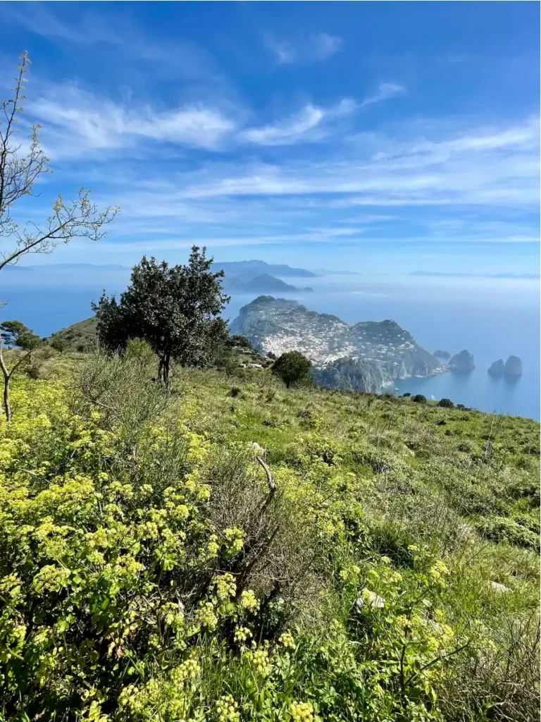 View From top of Mt Solaro with yellow flowers and blue water