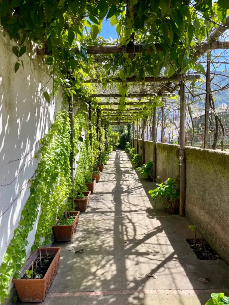 Walkway in Anacapri lined with green vines overhead