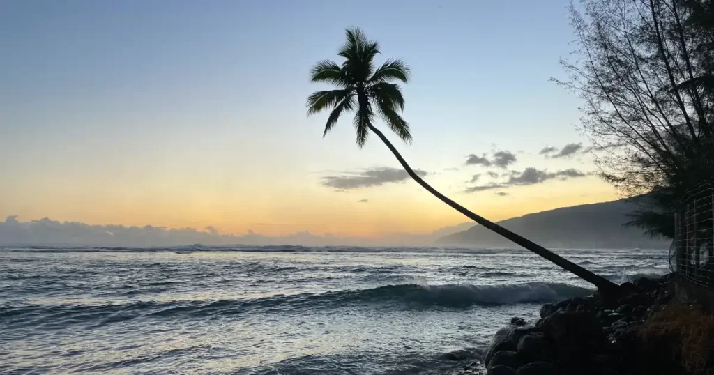 Tahiti palm tree sunset