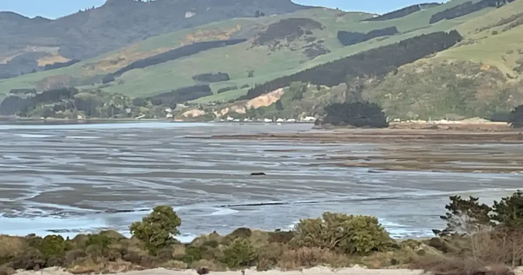 New Zealand Travel Itinerary Dunedin colorful green hillside and shallow water in the foreground