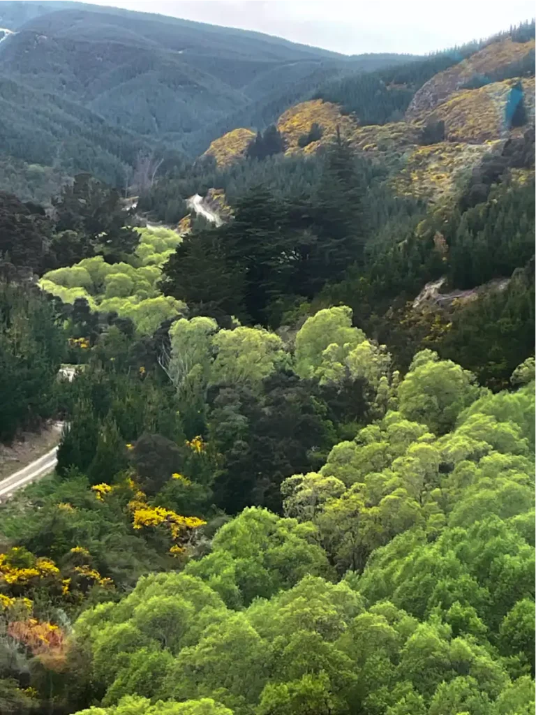 Dunedin green forest covered hills