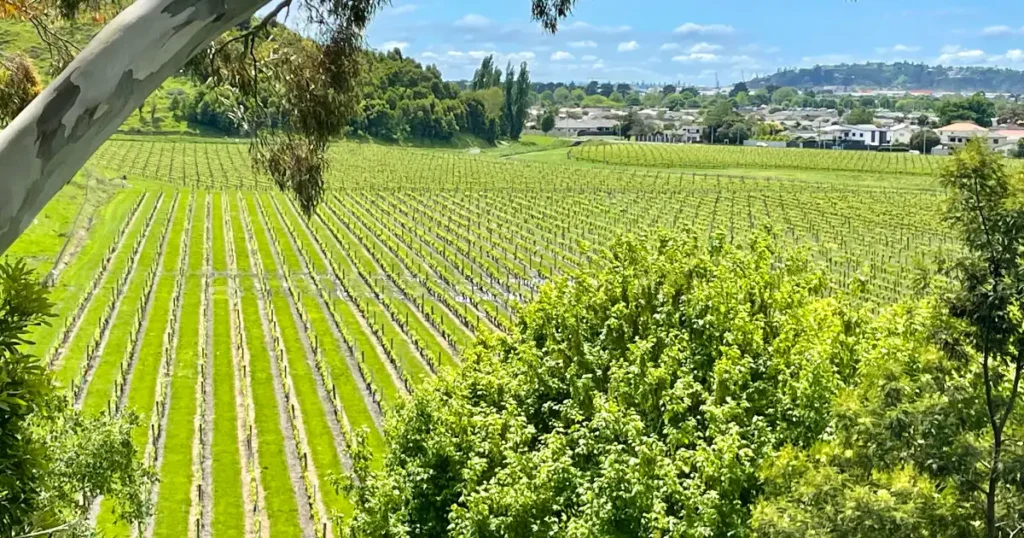 Napier Rows of grape vines in a vineyard