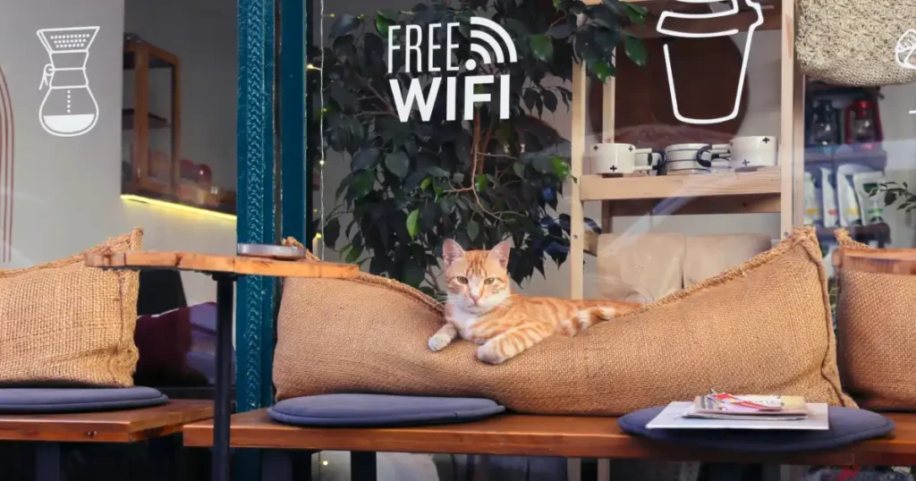 Cat at small coffee shop with free wifi option versus cellular at sea