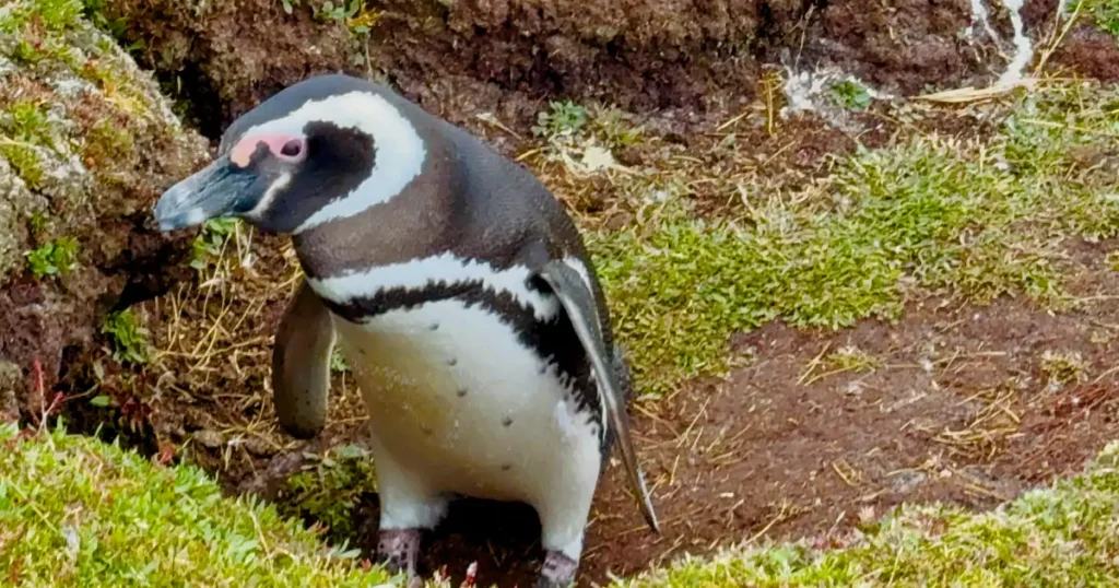 A Magellanic Penguin Protecting its Borough at Volunteer Point