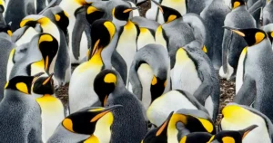 A Waddle of King Penguins at the Volunteer Point Rookery