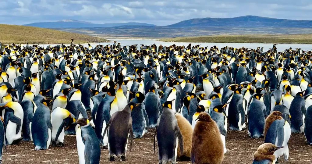 A Large Group of King Penguins at Volunteer Point Rookery Waddling Around