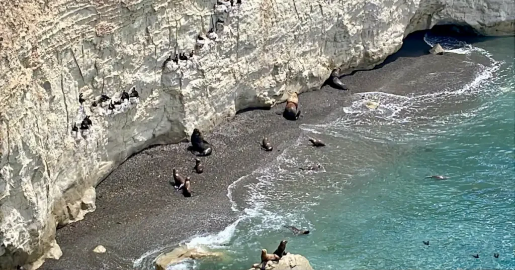 Antarctic Cruise Ultimate Port Guide Sea Lions in Punta Loma