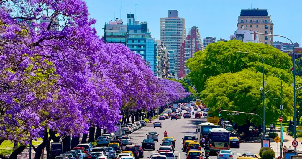 Beautiful streets of Palermo in Buenos Aires with blooming Jacaranda trees