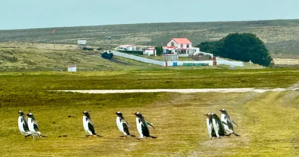 Falkland Island Tour and seeing Penguins as we arrived at Volunteer Point