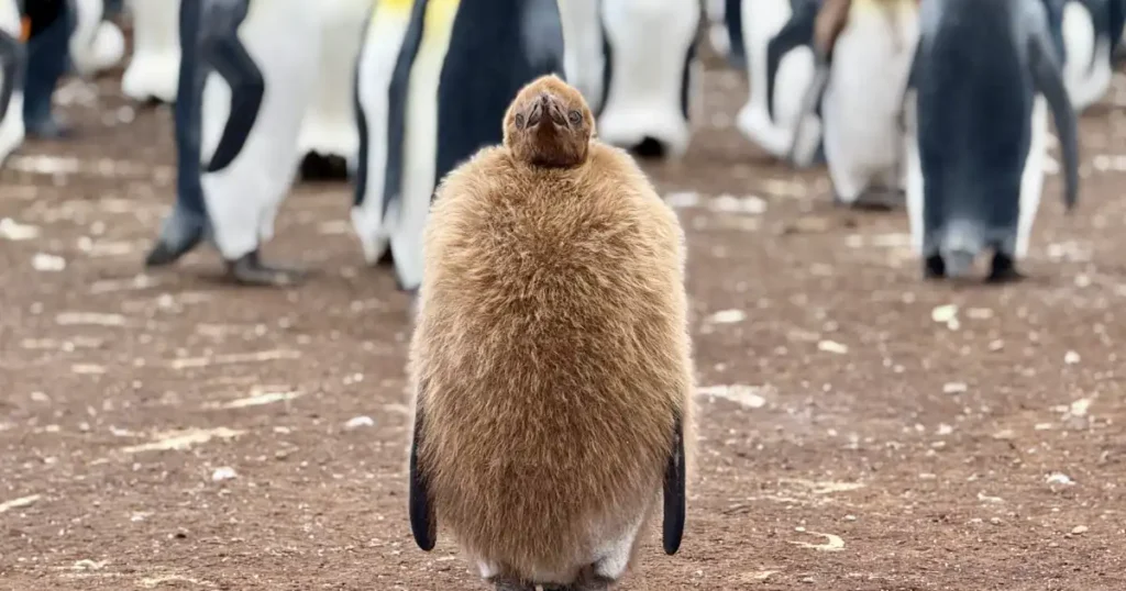 Juvenile King Penguin With a Sour Look on its face