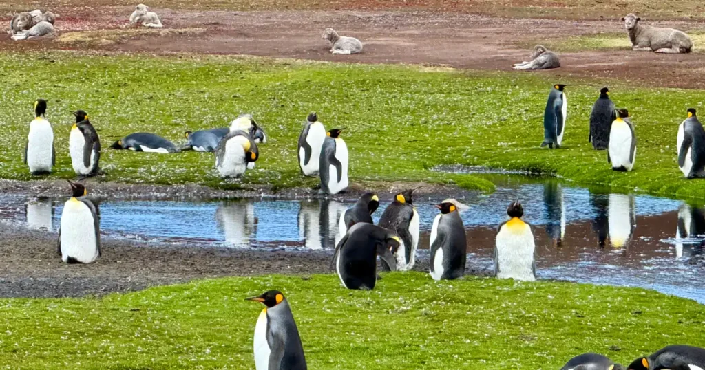 King Penguins at Volunteer Point living in harmony with local sheep