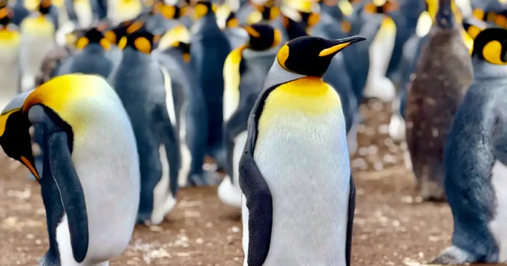 Proud King Penguin standing alone at Volunteer Point Falkland Islands during our December visit