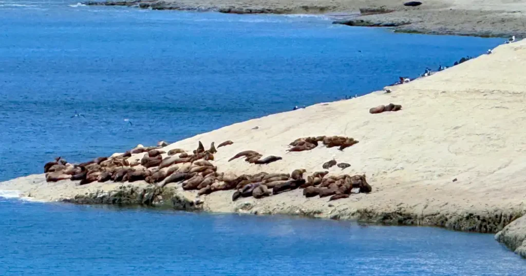 Punta Del Este and Punta Loma With Sea Lions