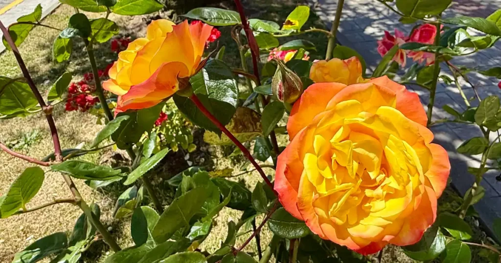 Roses in Full Bloom during December in Puerto Varas on Cruise Day