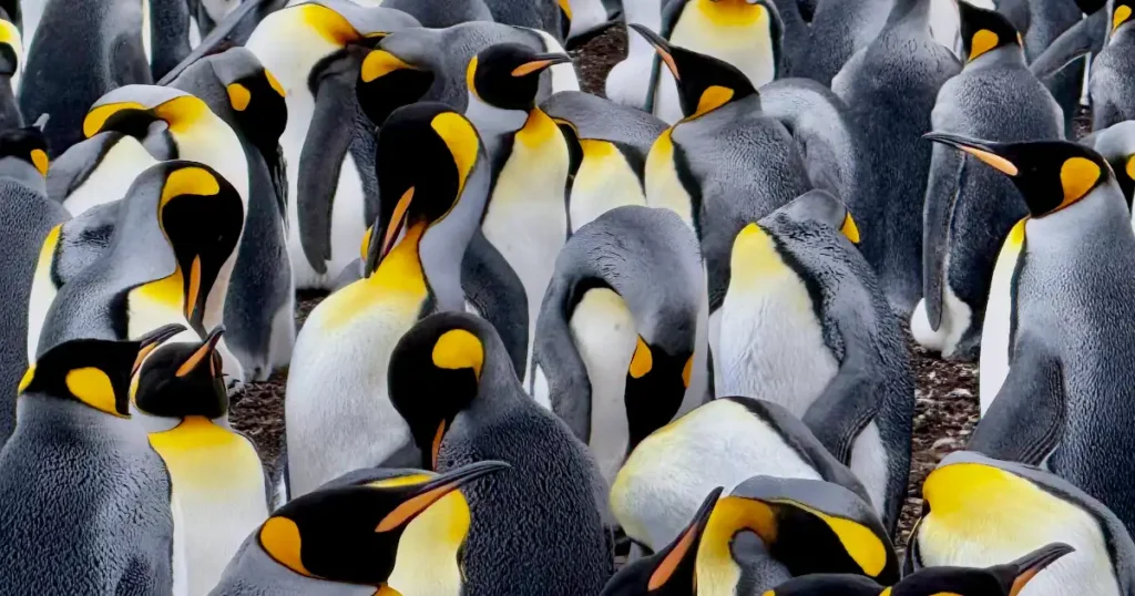 Thousands of Penguins standing around at Volunteer Point