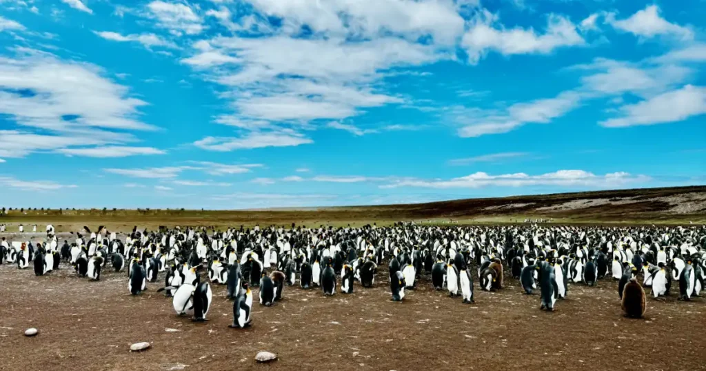 Thousands of King Penguins Waddling About at Volunteer Point Rookery