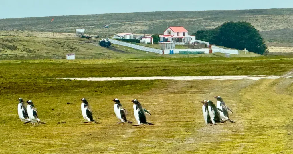 Volunteer Point Gentoo Penguins On Tour